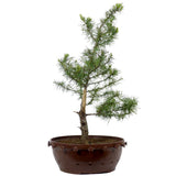 American Larch 17