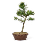 American Larch 19