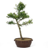 American Larch 19