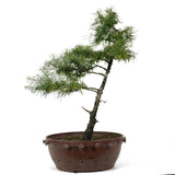 American Larch 4