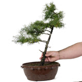 American Larch 4