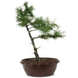 American Larch 4