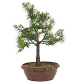 zAmerican Larch 5