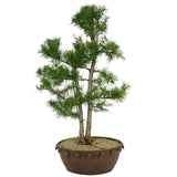 American Larch 9 - Twin Trunk