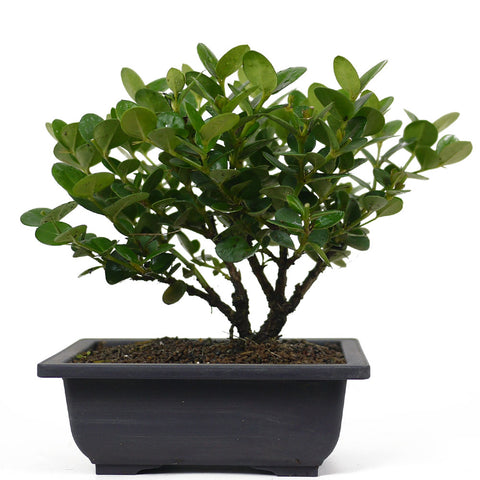 natal plum bonsai tree Dwarf Natal Plum 1