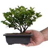 Dwarf Natal Plum 1 - Twin Trunk