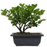 Dwarf Natal Plum 1 - Twin Trunk