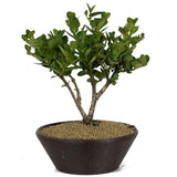 Dwarf Natal Plum 2 - Twin Trunk