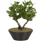 Dwarf Natal Plum 3 - Twin Trunk