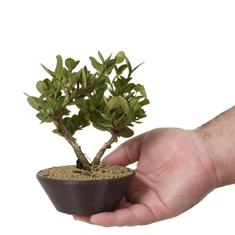 natal plum bonsai tree Dwarf Natal Plum 3