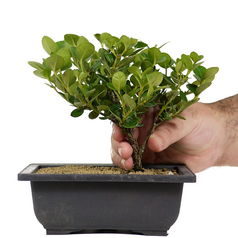 natal plum bonsai tree Dwarf Natal Plum 4 – Stone Lantern