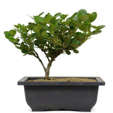 Dwarf Natal Plum 4