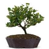 Dwarf Natal Plum 5