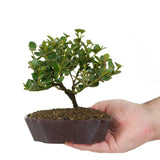 Dwarf Natal Plum 5