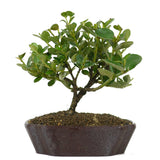 Dwarf Natal Plum 5