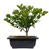 Dwarf Natal Plum 6