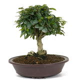 Parrot's Beak Bonsai 1