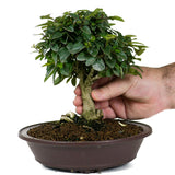 Parrot's Beak Bonsai 1