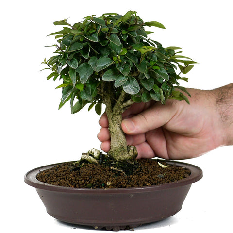 parrot beak bonsai tree Parrot's Beak Bonsai 1 – Stone Lantern