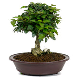 Parrot's Beak Bonsai 1