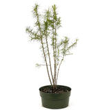 Five American Larch Forest Trunks - D323