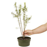 Five American Larch Forest Trunks - D323