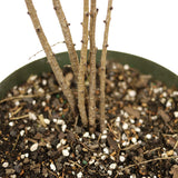 Five American Larch Forest Trunks - D323