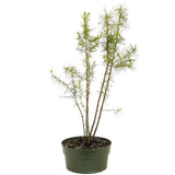 Five American Larch Forest Trunks - D323