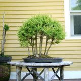 Five American Larch Forest Trunks - D323