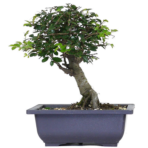 zSmall Chinese Elm 6