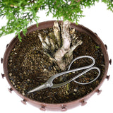 zNorthern White Cedar 2