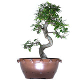 zLarge Chinese Elm 1