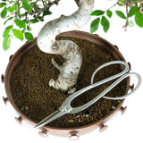 zLarge Chinese Elm 2