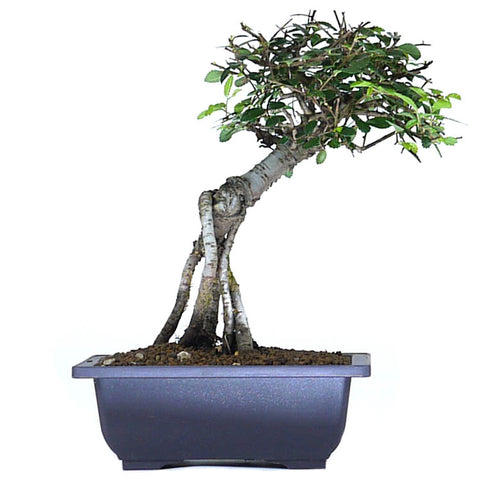 zSmall Chinese Elm 1