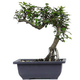 zSmall Chinese Elm 10
