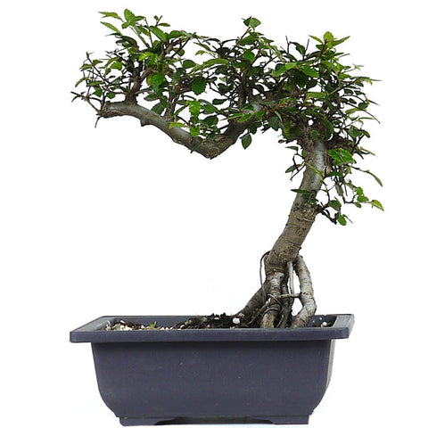 Small Chinese Elm 10
