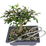 zSmall Chinese Elm 12