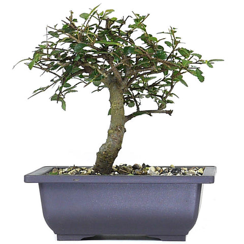zSmall Chinese Elm 12