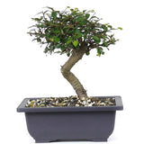 zSmall Chinese Elm 2