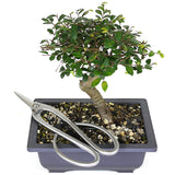 zSmall Chinese Elm 2