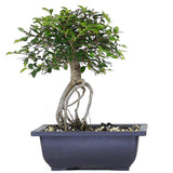 zSmall Chinese Elm 3