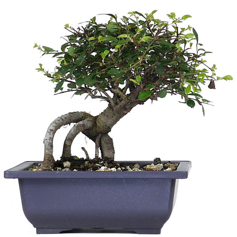 zSmall Chinese Elm 4