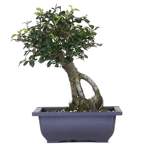 zSmall Chinese Elm 5