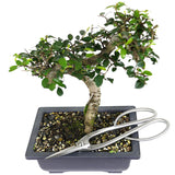 zSmall Chinese Elm 8