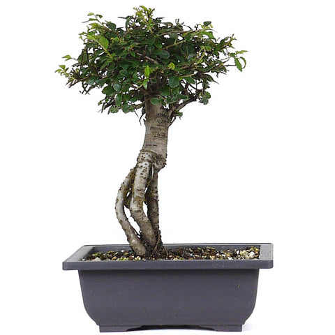 zSmall Chinese Elm 9