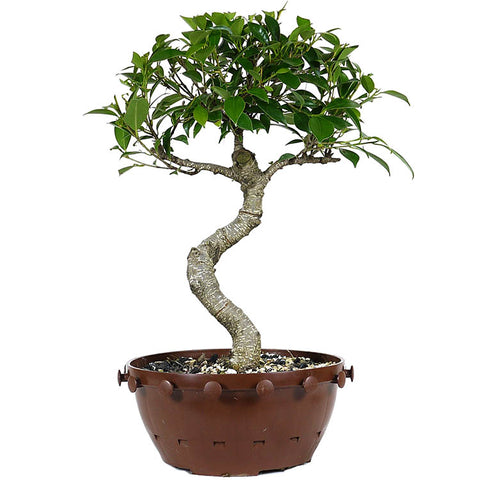 bonsai eye tree zLarge Tiger Eye Ficus Compacta 5 – Stone Lantern
