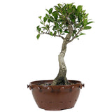 zLarge Tiger Eye Ficus Compacta 9