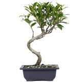 zSmall Tiger Eye Ficus Compacta 6