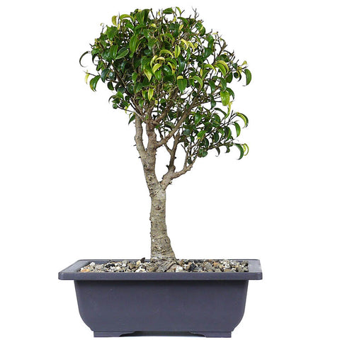 zLarge Ficus Too Little 1
