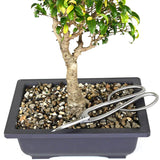 zLarge Ficus Too Little 1